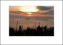 IT10006. Dawn, vineyards, Tuscany
