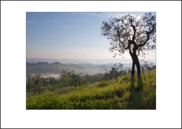 IT10008. Morning Light, Tuscany