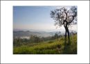IT10008. Morning Light, Tuscany