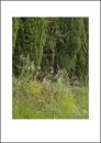 IT10010. Wild Flowers, Tuscany