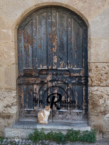 Cat at the Door