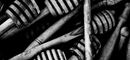 Honey Sticks