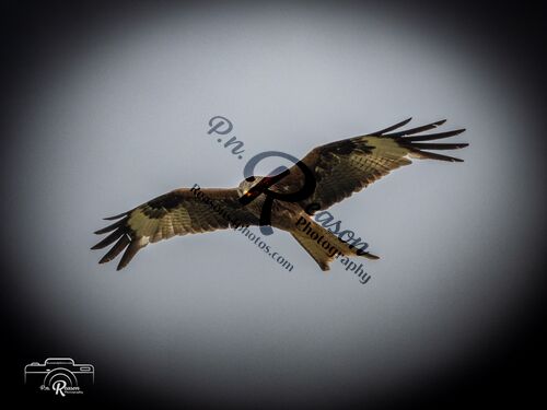 Red Kite at Harewood