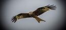 Red Kite at Harewood