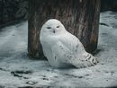 Snowy Owl - Copenhagen Zoo