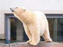 Polar Bear - Copenhagen Zoo