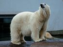 Polar Bear - Copenhagen Zoo