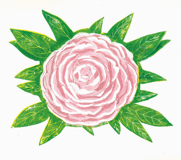 camellia