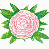 Middlemist's Red camellia