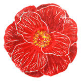 Corallina Camellia