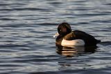 Tufted Duck Aythya fuligula