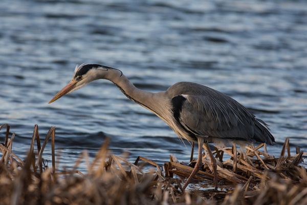 Grey Heron Ardea cinerea