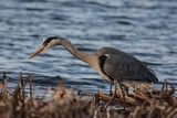 Grey Heron Ardea cinerea