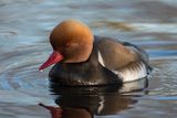 Red Crested Pochard Netta rufina