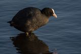 Coot Fulica atra
