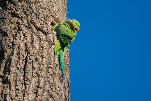 Ring Necked Parakeet Psittacula krameri