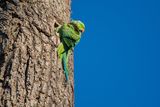 Ring Necked Parakeet Psittacula krameri