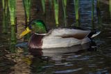 Mallard Anas platyrhynchos