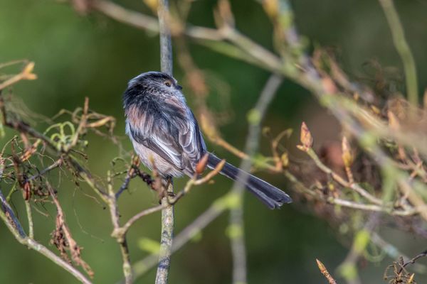 Long Tailed Tit Aegithalos caudatus