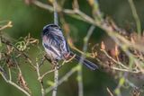 Long Tailed Tit Aegithalos caudatus