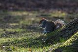 Grey Squirrel Sciurus carolinensis