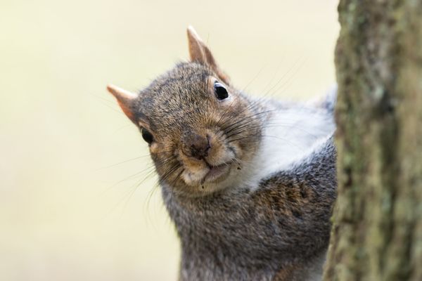 Grey Squirrel Sciurus carolinensis