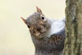 Grey Squirrel Sciurus carolinensis