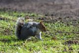 Grey Squirrel Sciurus carolinensis