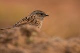 Dunnock Prunella modularis