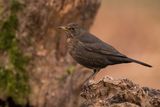 Blackbird Turdus merula
