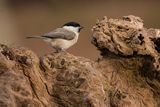 Marsh Tit Poecile palustris