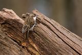 Treecreeper Certhia familiaris