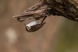 Treecreeper Certhia familiaris