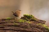 Wren Troglodytes troglodytes