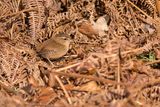 Wren Troglodytes troglodytes