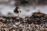Turnstone Arenaria interpres
