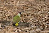 Green Woodpecker Picus viridis