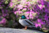 Mallard Anas platyrhynchos