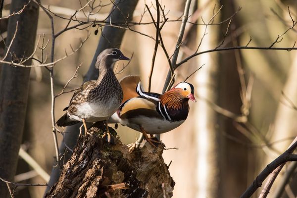 Mandarin Ducks Aix galericulata