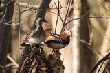 Mandarin Ducks Aix galericulata
