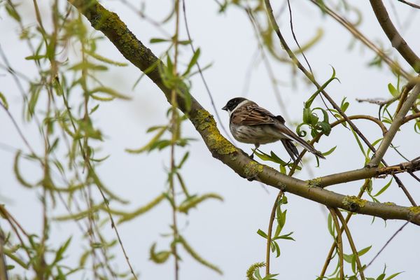 Reed Bunting Emberiza schoeniclus