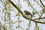 Reed Bunting Emberiza schoeniclus