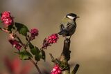 Great Tit Parus major