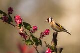 Goldfinch Carduelis carduelis