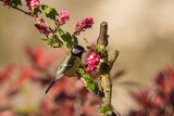Great Tit Parus major