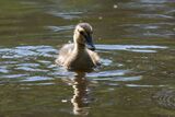 Mallard Anas platyrhynchos