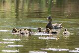 Mallard Anas platyrhynchos