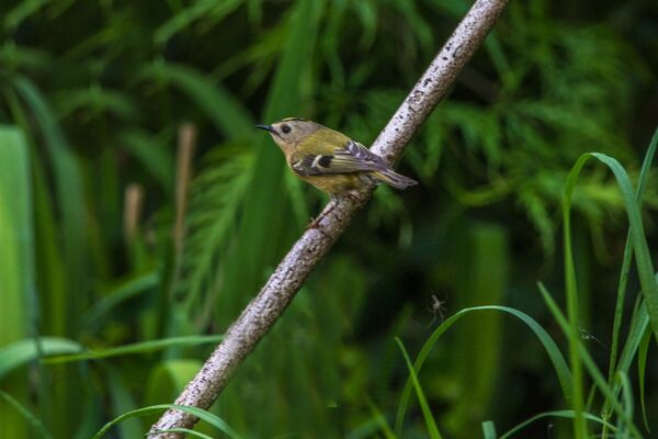 Goldcrest Reguius regulus