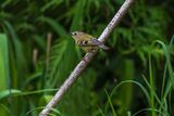 Goldcrest Reguius regulus