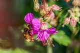 Bumble Bee on Flower